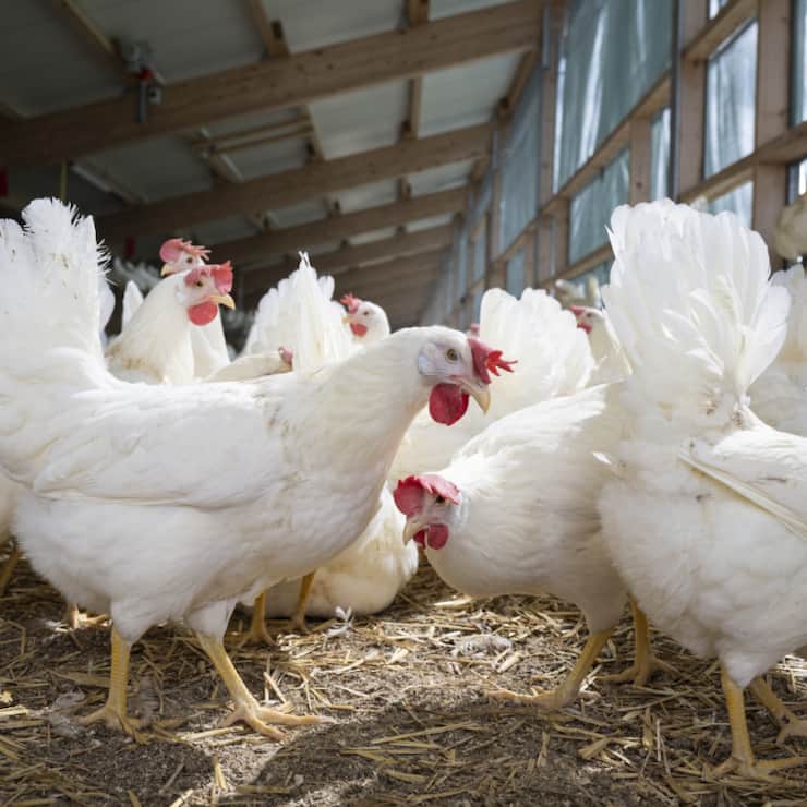 L'initiative veut réduire la consommation de viande et augmenter la production végétale destinée à l&#8217;alimentation humaine (image d'illustration).