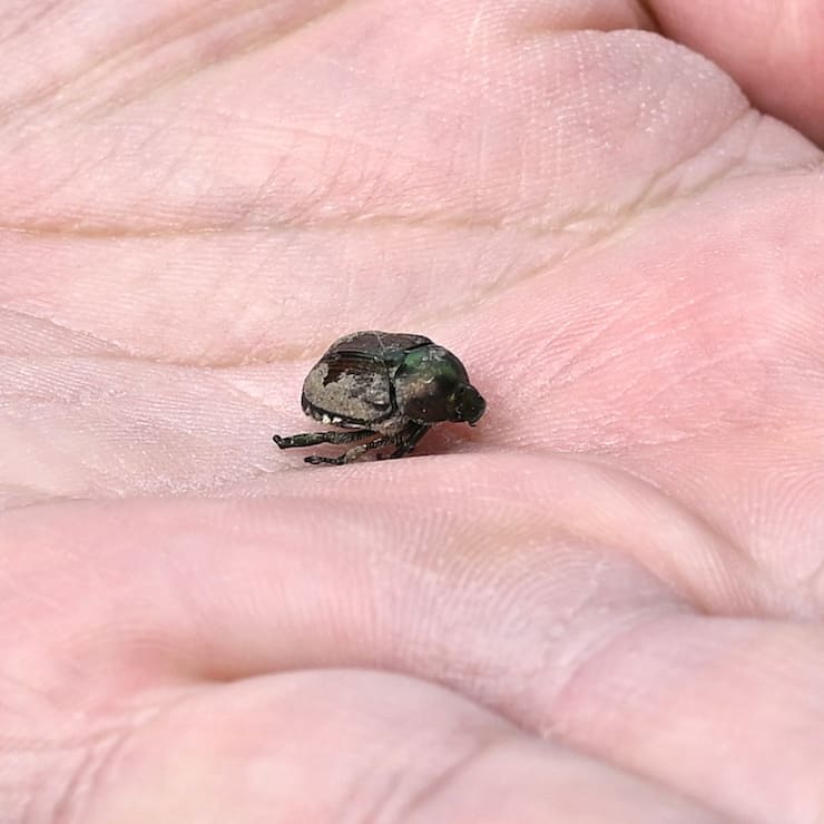 Le canton de Genève est à présent lui aussi touché par un foyer de scarabée japonais. Plusieurs de ces coléoptères ravageurs ont été détectés dans un secteur de la rive gauche (illustration).