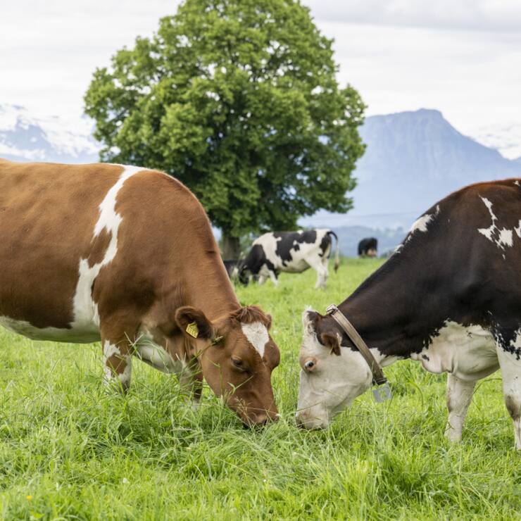 Un premier foyer de dermatose nodulaire contagieuse (DNC) a été détecté dans l'Ain (photo prétexte).