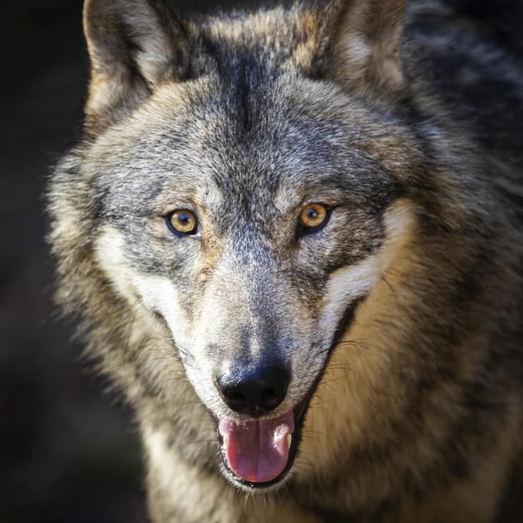 Six cantons veulent réguler les meutes de loups cette année (archives).