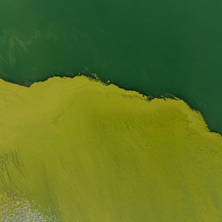Les algues bleues gâchent régulièrement le plaisir des baigneurs au lac de Lugano à la fin de l'été (archives).