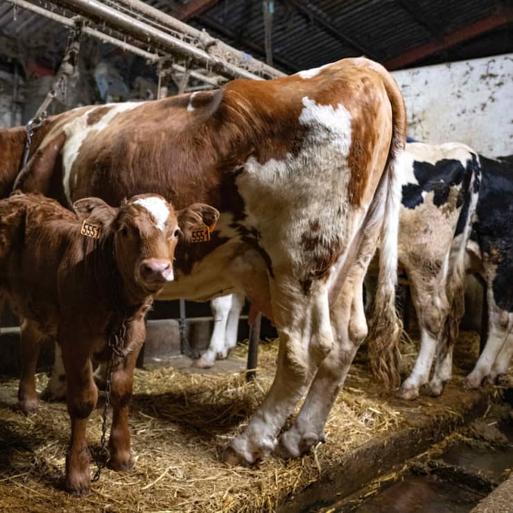 La dermatose nodulaire contagieuse bovine a entraîné l'abattage plus de 1700 animaux en France (archives).