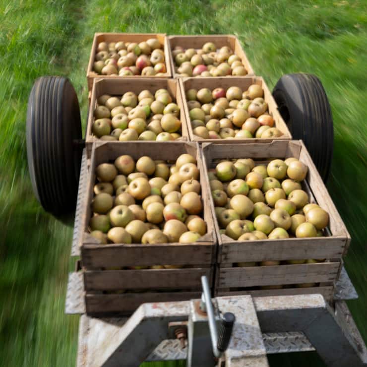Même si elles paraissent impeccables à la récolte, les pommes peuvent soudainement présenter des zones brunes et pourries lorsqu'elles sont stockées. Cela est dû à des maladies post-récolte comme la pourriture lenticellulaire (image symbolique).