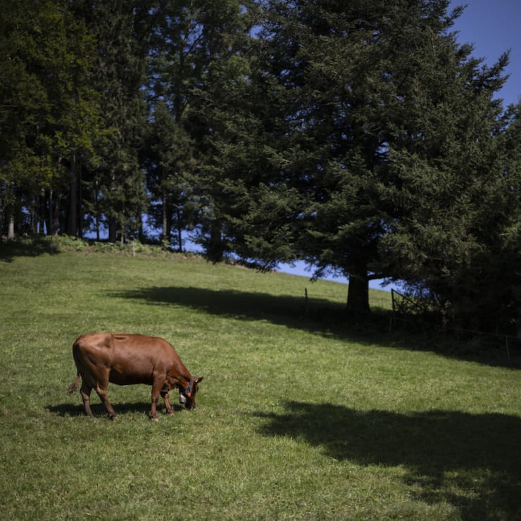 Il y a un peu plus d'un an, des analyses ont montré des teneurs trop élevées en PFAS dans la viande et le lait provenant de vaches de certaines exploitations agricoles dans le canton de Saint-Gall (photo d'illustration)