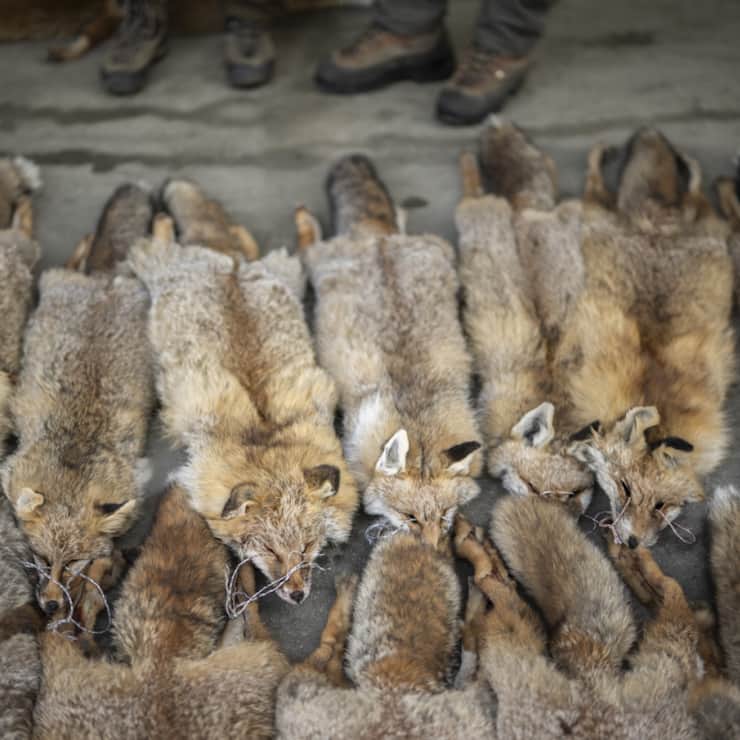 La Suisse doit interdire l'importation de fourrure issue d'animaux ayant été maltraités (archives).