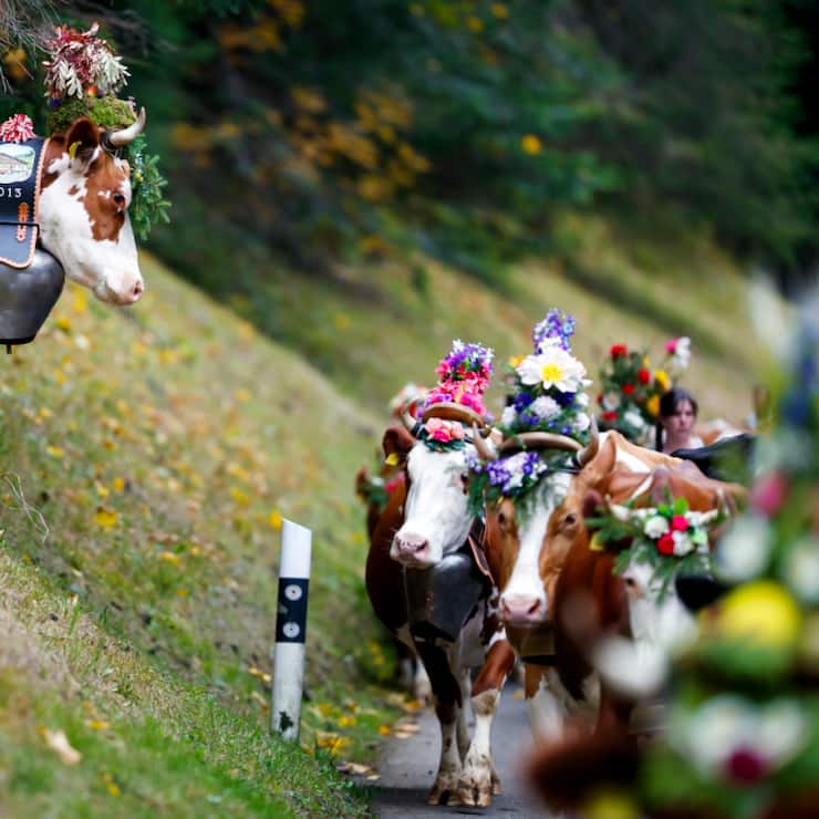 Dans le Pays-d'Enhaut, la désalpe de l'Etivaz du 287 septembre 2025 devrait être maintenue, car la région se situe en dehors de la zone de surveillance de la dermatose nodulaire contagieuse (DNC), dangereuse pour les bovins. (image d'archive)