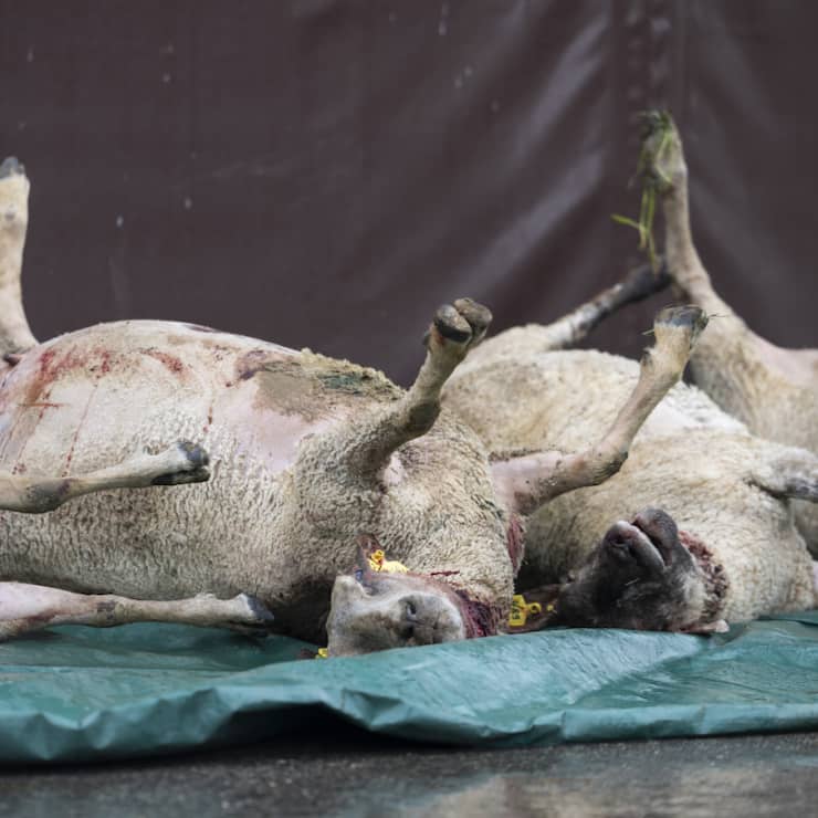 Des cadavres de l'attaque de loup en avril dernier à Valeyres-sous-Rances (VD) (archives).