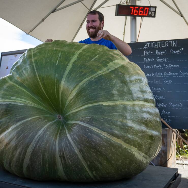 La courge gagnante et son fier propriétaire samedi à Jona (SG).