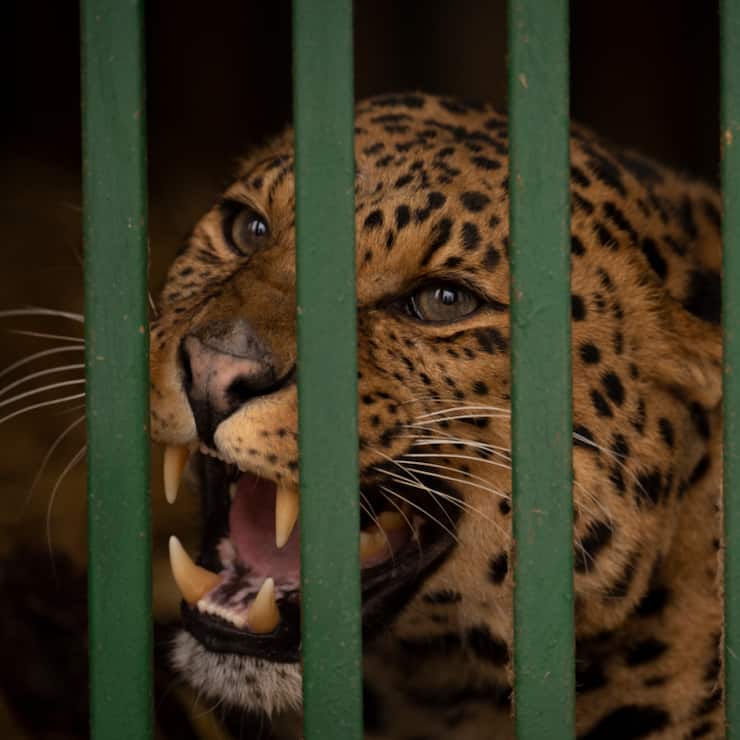 Un léopard a provoqué la panique dans un complexe hôtelier de la province de Java, en Indonésie,  où il errait. Il a pu être capturé, sans dommage (Photo d'illustration).