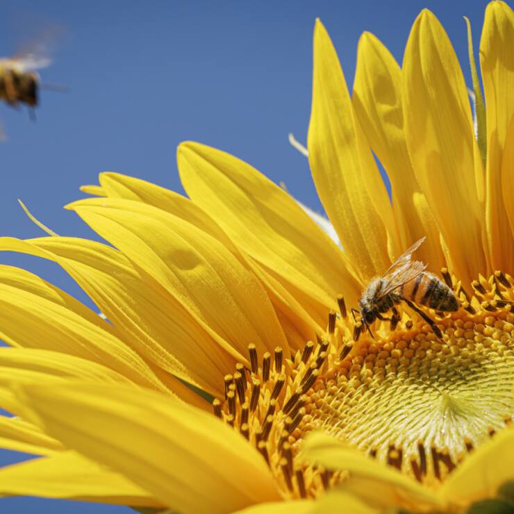 La situation des abeilles, notamment sauvages, est grave en Europe selon l'organisation internationale de protection de la nature, l'UICN (photo d'illustration).