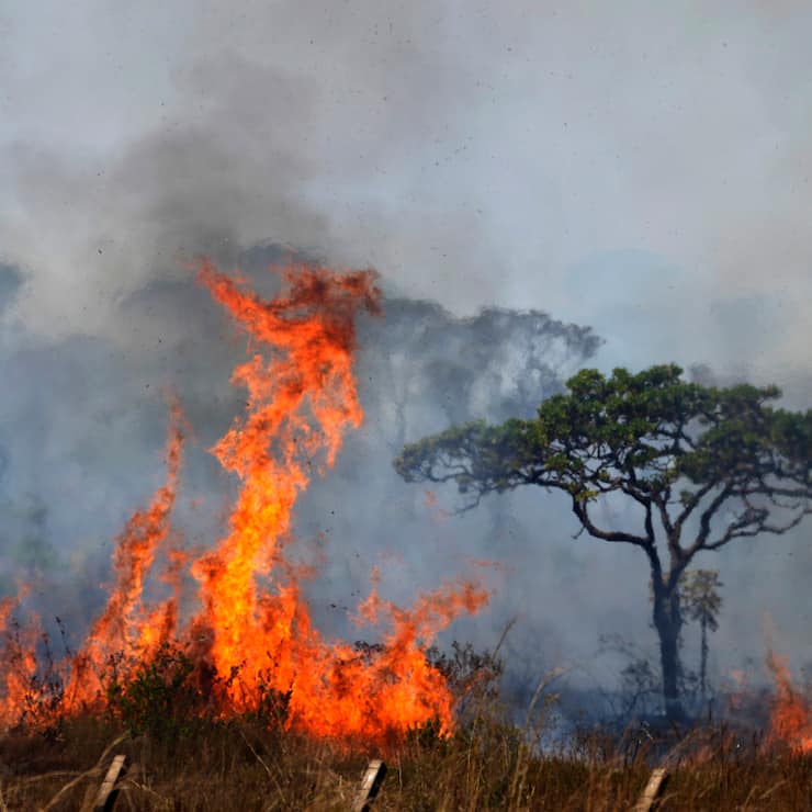 Les forêts sont brûlées pour laisser la place à l'agriculture (archives).