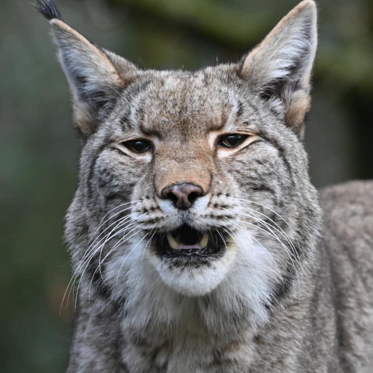 Le lynx abattu avait attaqué des animaux de rente (image symbolique).