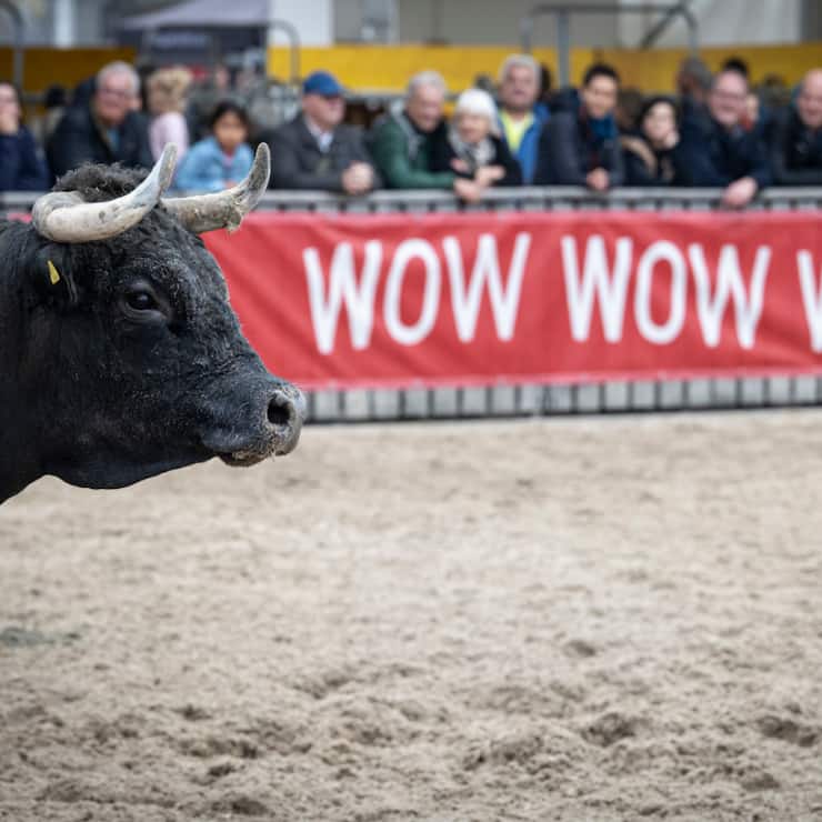 La foire a été marquée par un incident impliquant des bovins.