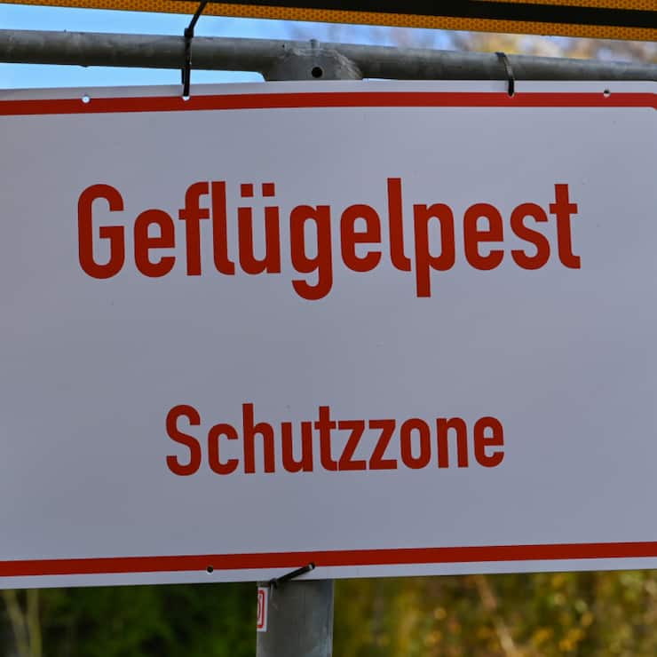 Contrairement à l'Allemagne, la Suisse n'a pas encore été touchée par la grippe aviaire. (photo symbolique)