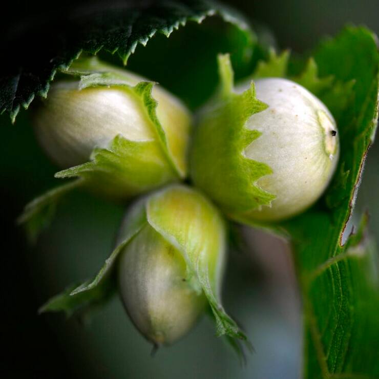 L'Autorité turque de la concurrence a annoncé que "Ferrero devra acheter au moins 30'000 tonnes de noisettes en coque entre septembre et décembre 2025" aux producteurs turcs (archives).