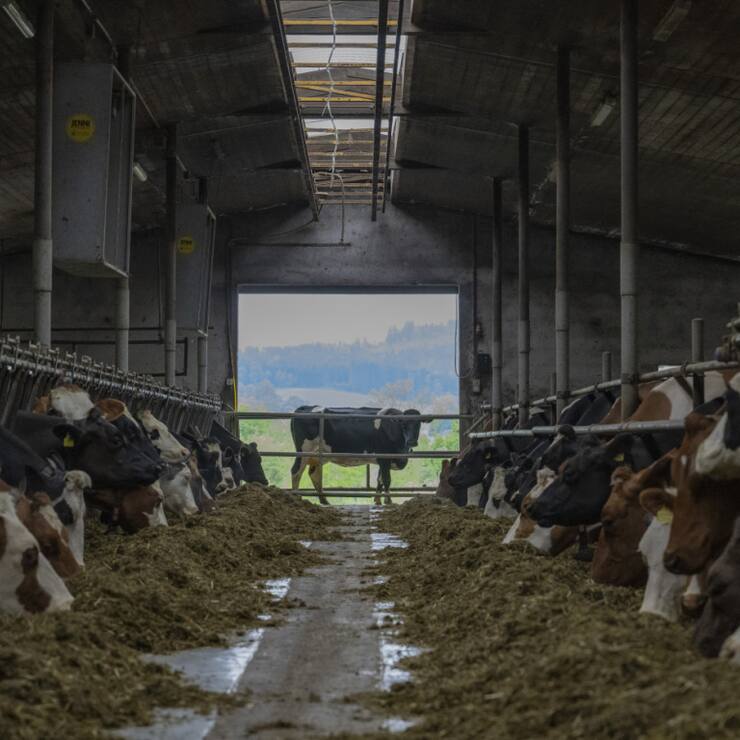 Les bovins ont reçu la plus grande quantité d'antibiotiques, et notamment d'antibiotiques critiques, indique l'OSAV. Ils présentent également le plus grand nombre de traitements pour 1000 animaux, avec un total de plus d'un million de traitements en 2024.