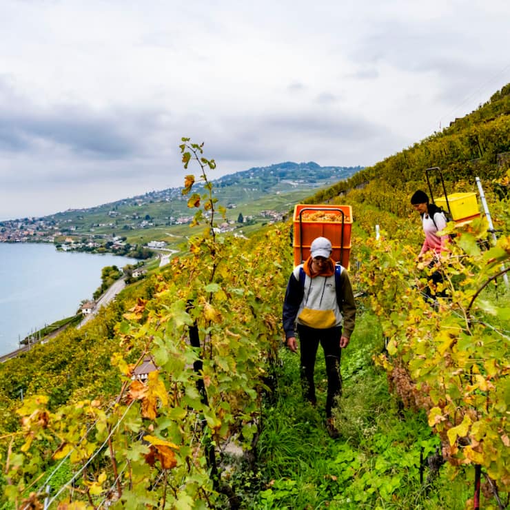 La production mondiale de vin devrait cette année être en légère reprise. Ici, les vignes de Lavaux lors des vendanges à Epesses. (archive)