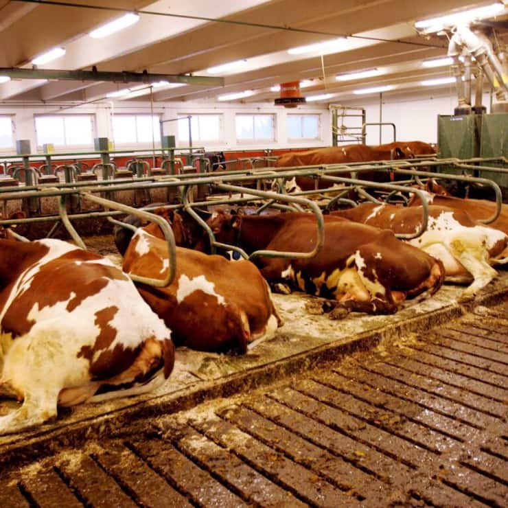 L'emploi de l'additif de DSM-Firmenich est depuis peu obligatoire au Danemark pour les troupeaux de plus de cinquante bovins. (archive)