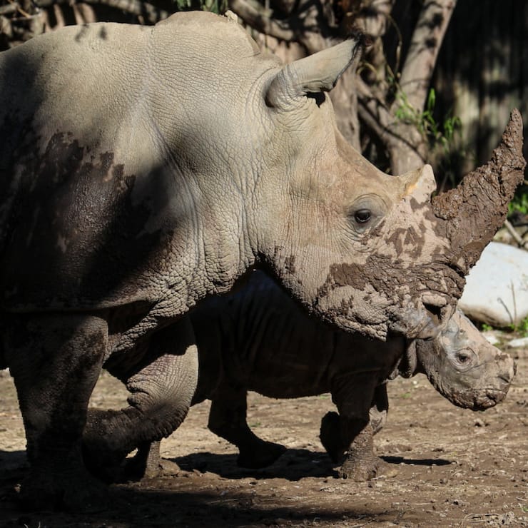 Les cornes de rhinocéros blanc sont très prisées en Asie (archives).