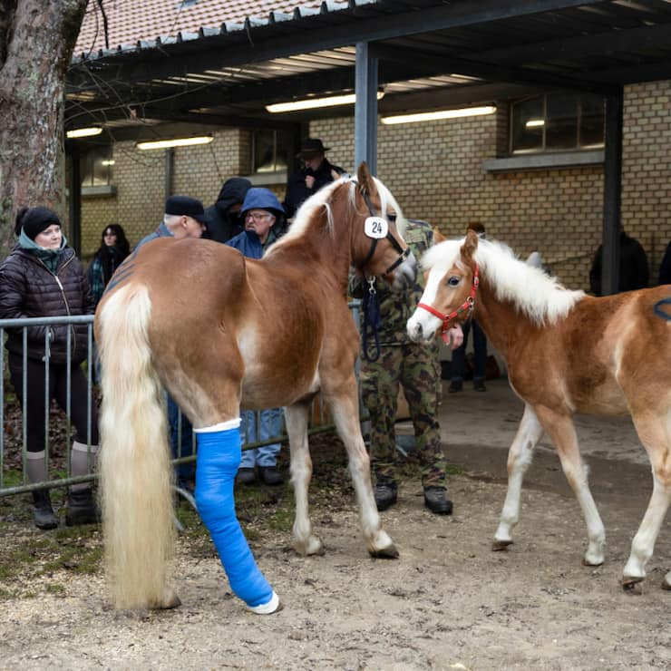 Les chevaux découverts amaigris dans une ferme soleuroise ont trouvé un nouveau foyer lors d'une vente aux enchères.