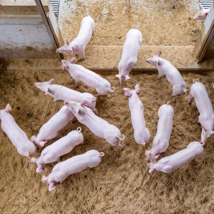 Un reportage d'une télévision danoise dénonce des mauvais traitements dans plusieurs élevages porcins du pays (photo d'illustration).