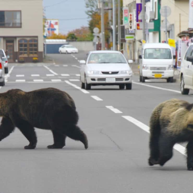 Treize personnes ont été tuées par des ours depuis le début de l'année au Japon (archives).