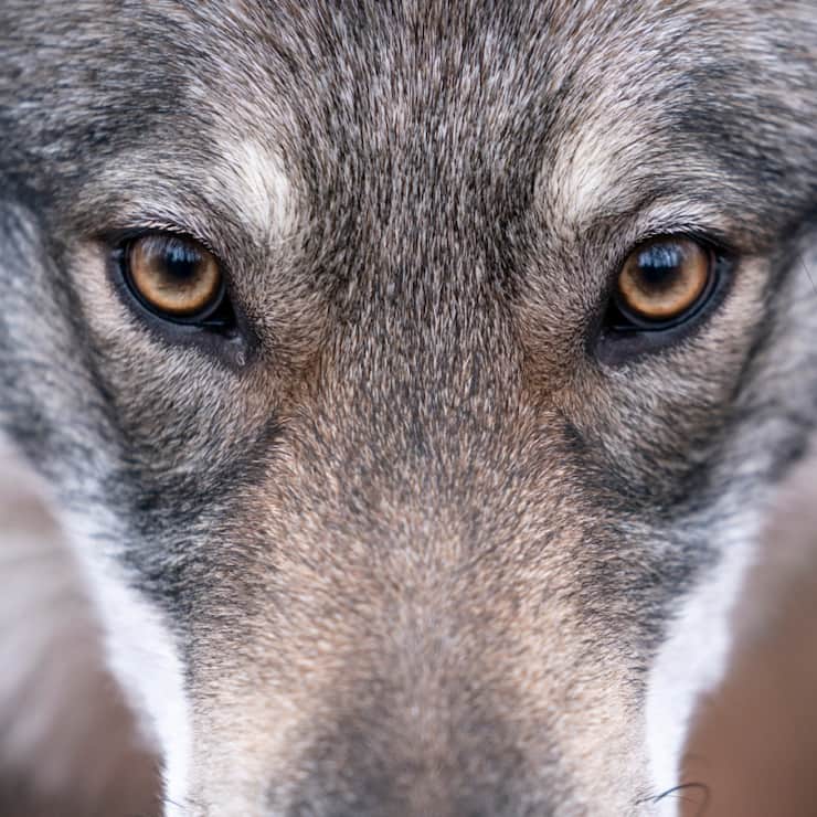 La régulation du loup est régulièrement débattue au Parlement (image d'illustration).