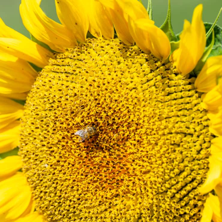 Allseeds Group est actif en Ukraine dans le commerce de céréales et d'huile depuis 28 ans.