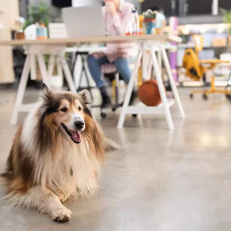  Les chiens au bureau réduisent le stress au travail.