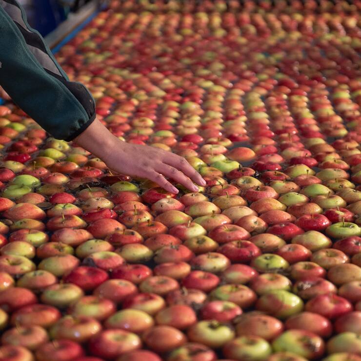 Quand la biomasse devient ressource