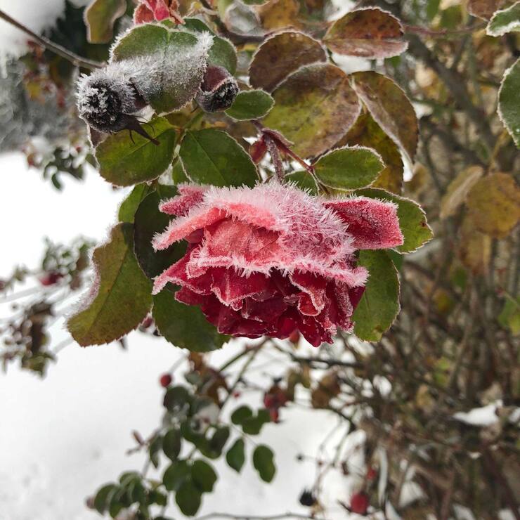 Pas certain pour la bonne année… mais tous mes vœux quand même !