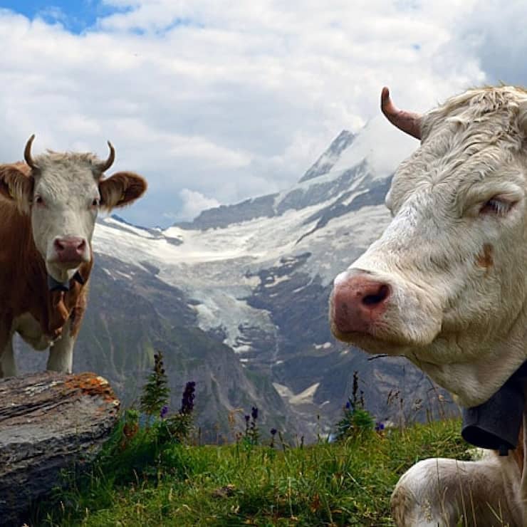 <p>Les éleveurs sont mieux lotis en termes de revenus que les agriculteurs pratiquant la production végétale.</p>