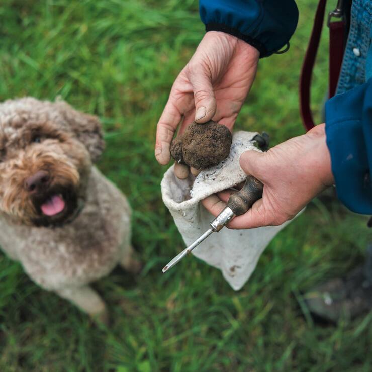 SCHWEIZ TRUFFES HUND