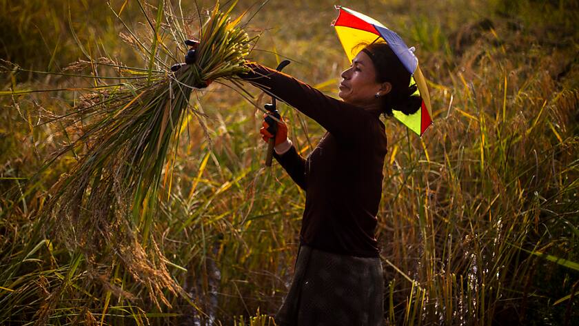 L'Inde, avec 12% de la production alimentaire mondiale en 2020, est la seule grande puissance agricole déjà dans la catégorie "risque extrême" (archives).