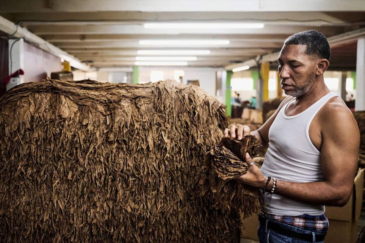 Un homme empile les feuilles de tabac qui seront ensuite livrï¿¯ï¾¿ï¾ï¿¯ï¾¾ï¾©es aux diffï¿¯ï¾¿ï¾ï¿¯ï¾¾ï¾©rents producteurs de cigares, le jeudi 28 septembre 2023 ï¿¯ï¾¿ï¾ï¿¯ï¾¾ï¾  Santiago de los Caballeros