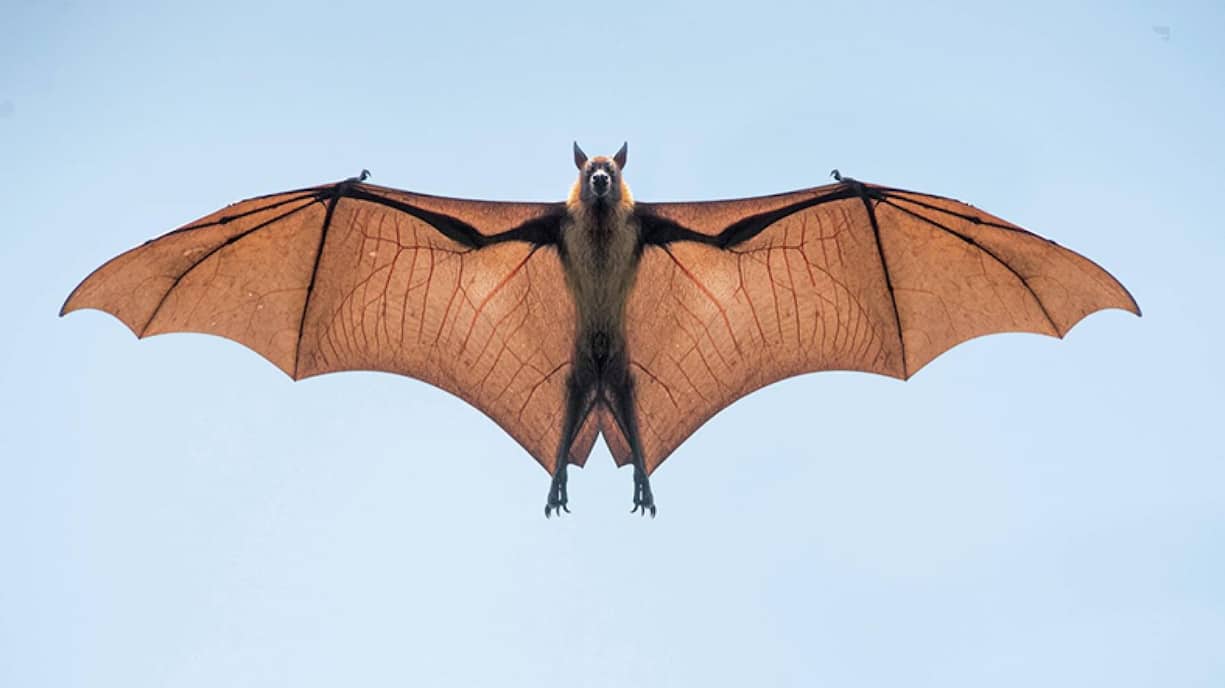 Une lampe inspirées des ailes déployées de chauve-souris