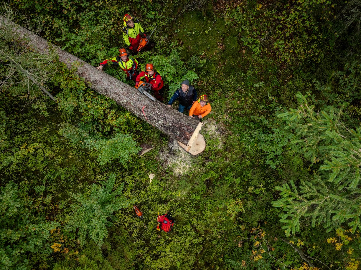 Forcément plus que centenaires, les épicéas du Risoud propres à la lutherie sont d’autant plus précieux qu’ils souffrent du changement climatique. 