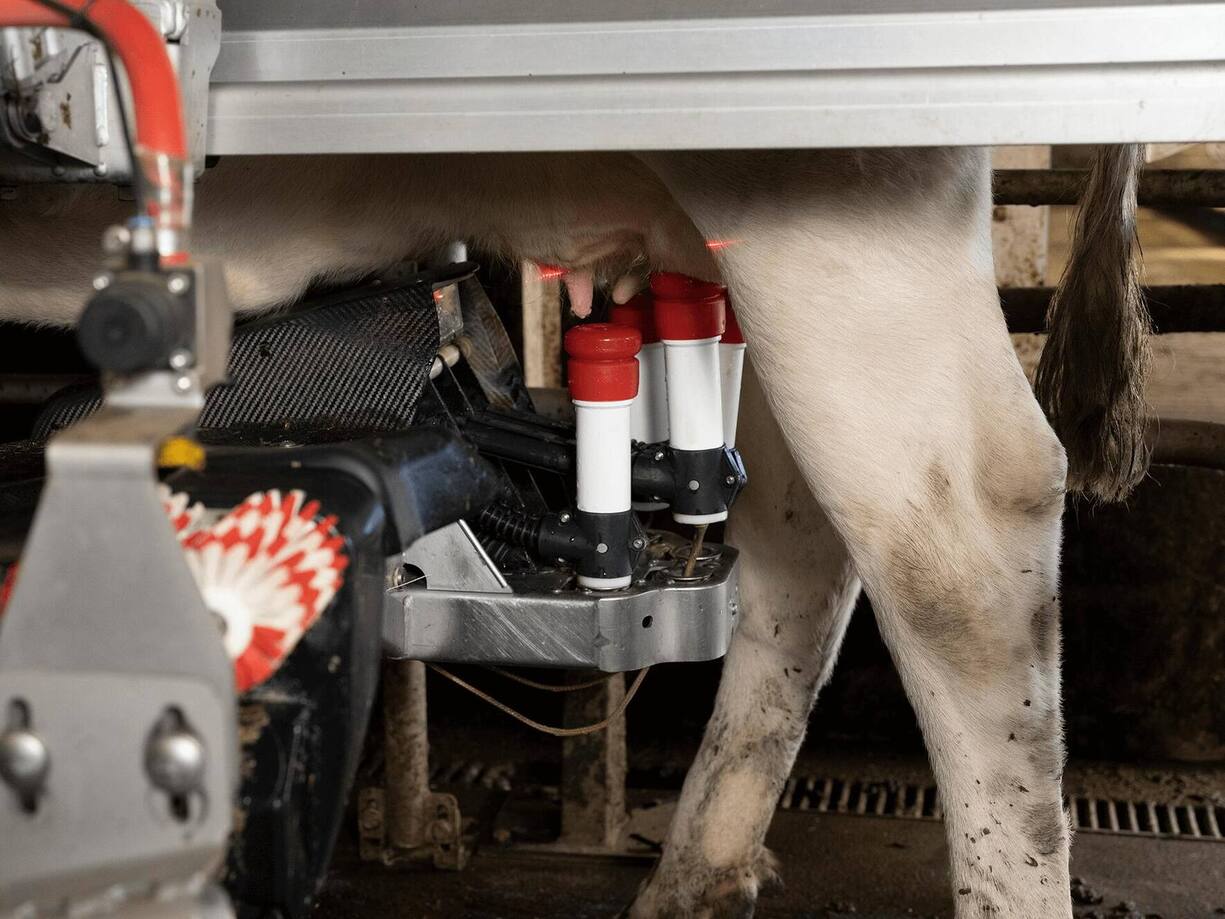 Des lasers viennent sonder l’animal afin de positionner idéalement le robot sur les pis. La traite va durer environ cinq minutes, deux fois par jour et par animal. Soit de 20 à 30 litres par bête.