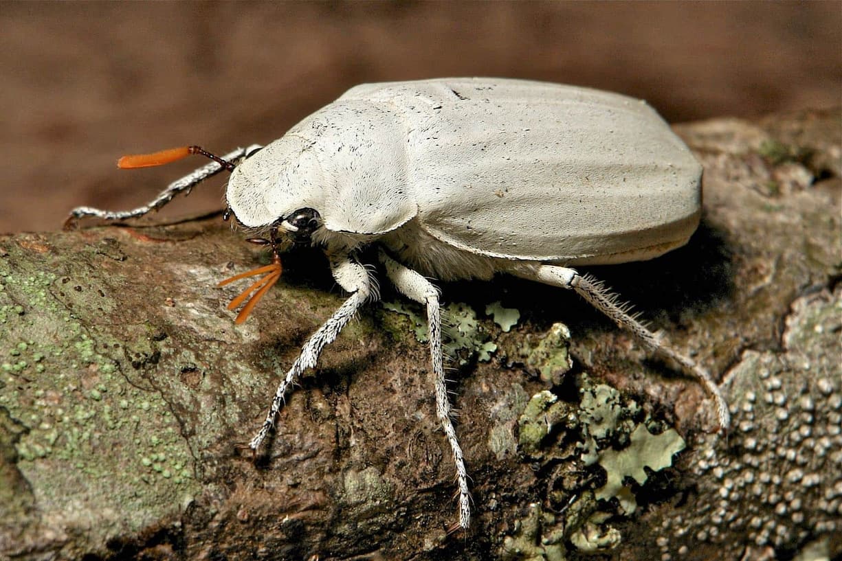 Les écailles exosquelettiques blanches du scarabée Cyphochilus ont inspiré les recherches des chercheurs d’Impossible Materials,  explique Lukas Schertel.
