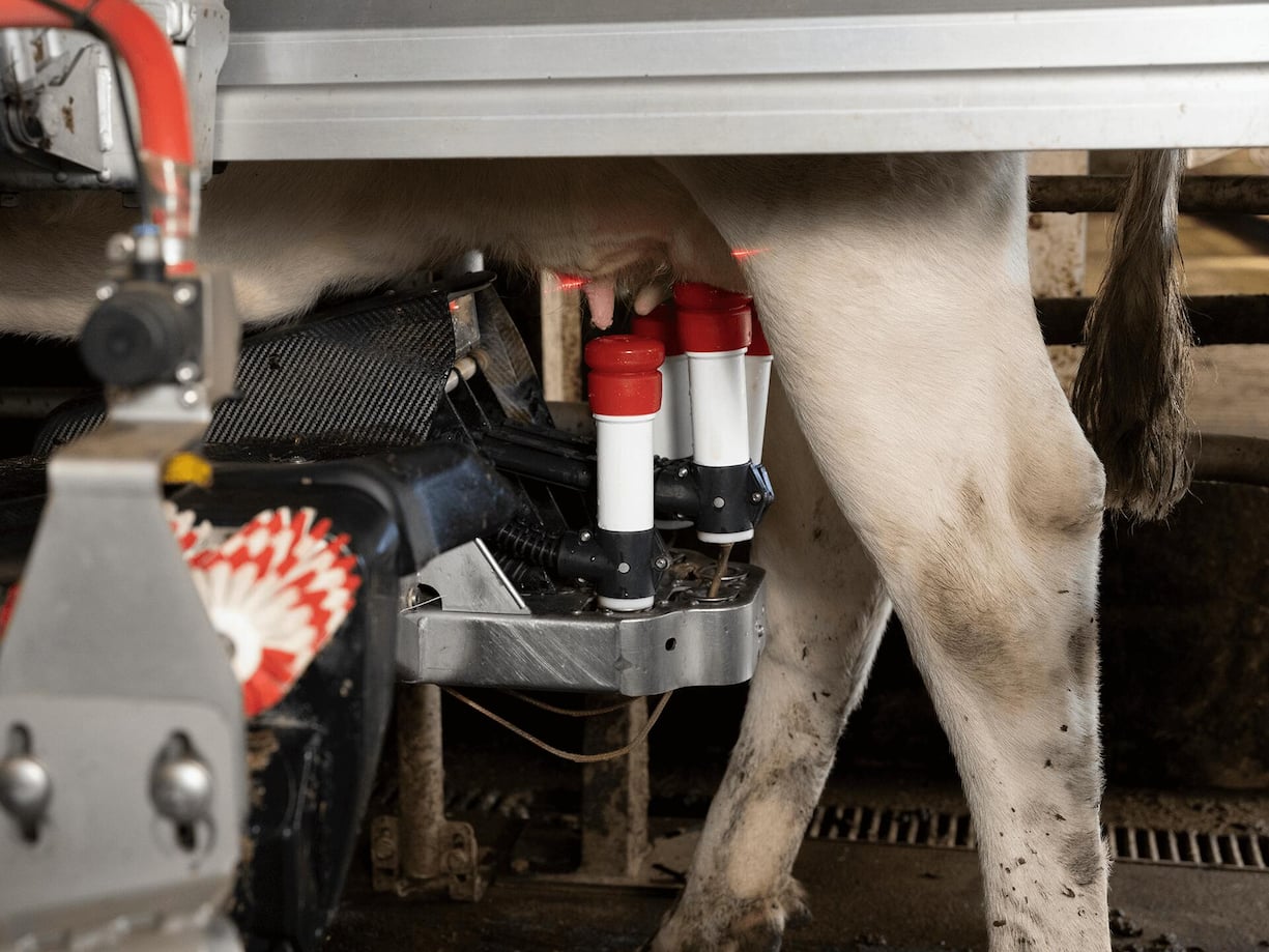Des lasers viennent sonder l’animal afin de positionner idéalement le robot sur les pis. La traite va durer environ cinq minutes, deux fois par jour et par animal. Soit de 20 à 30 litres par bête. 