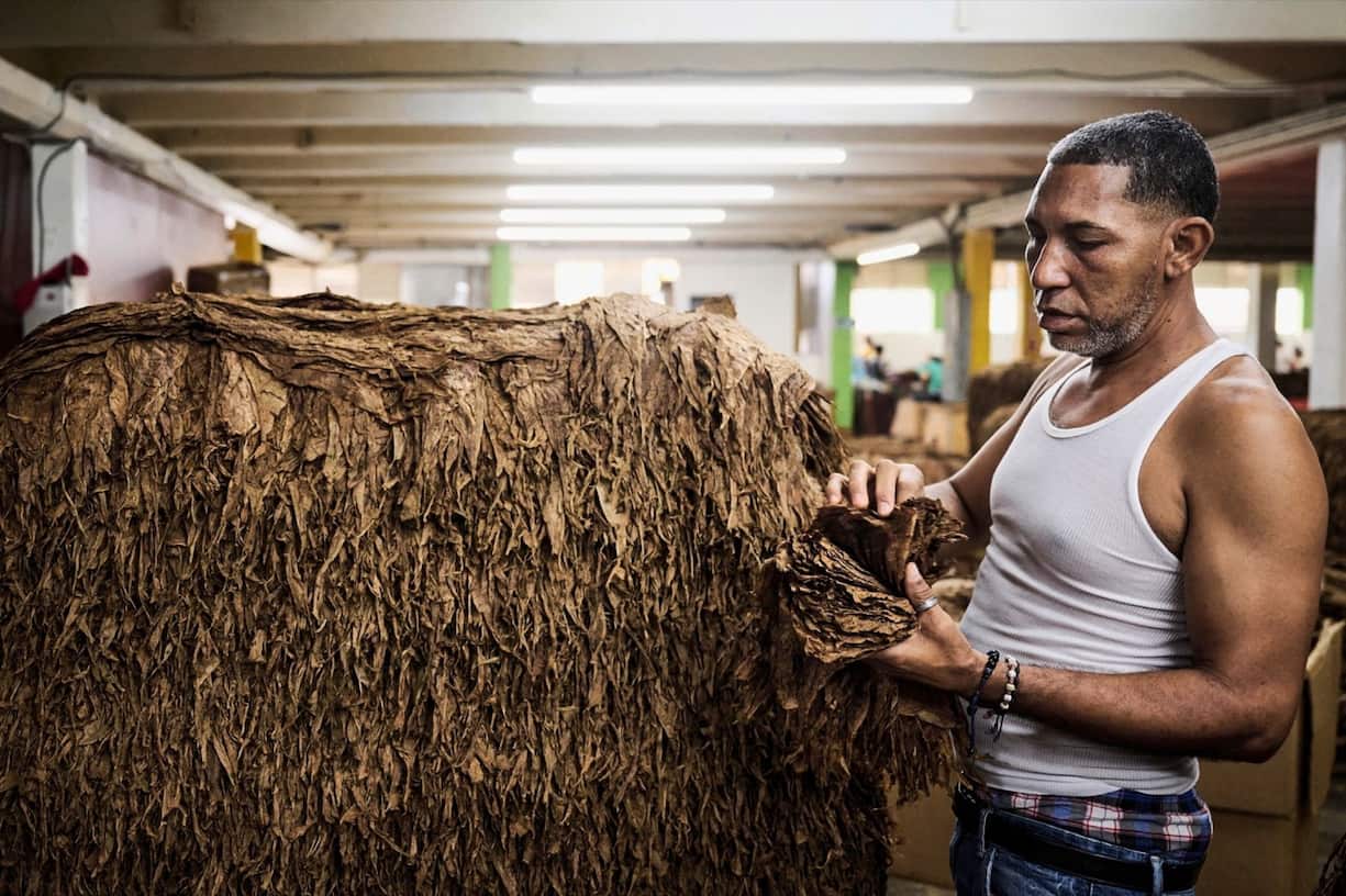 Un homme empile les feuilles de tabac qui seront ensuite livrï¿¯ï¾¿ï¾ï¿¯ï¾¾ï¾©es aux diffï¿¯ï¾¿ï¾ï¿¯ï¾¾ï¾©rents producteurs de cigares, le jeudi 28 septembre 2023 ï¿¯ï¾¿ï¾ï¿¯ï¾¾ï¾  Santiago de los Caballeros 