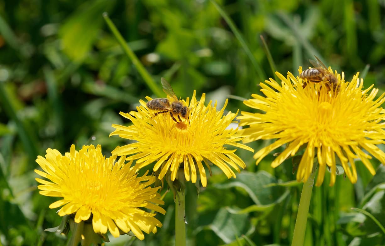 Close-up of yellow spring flowers and bees