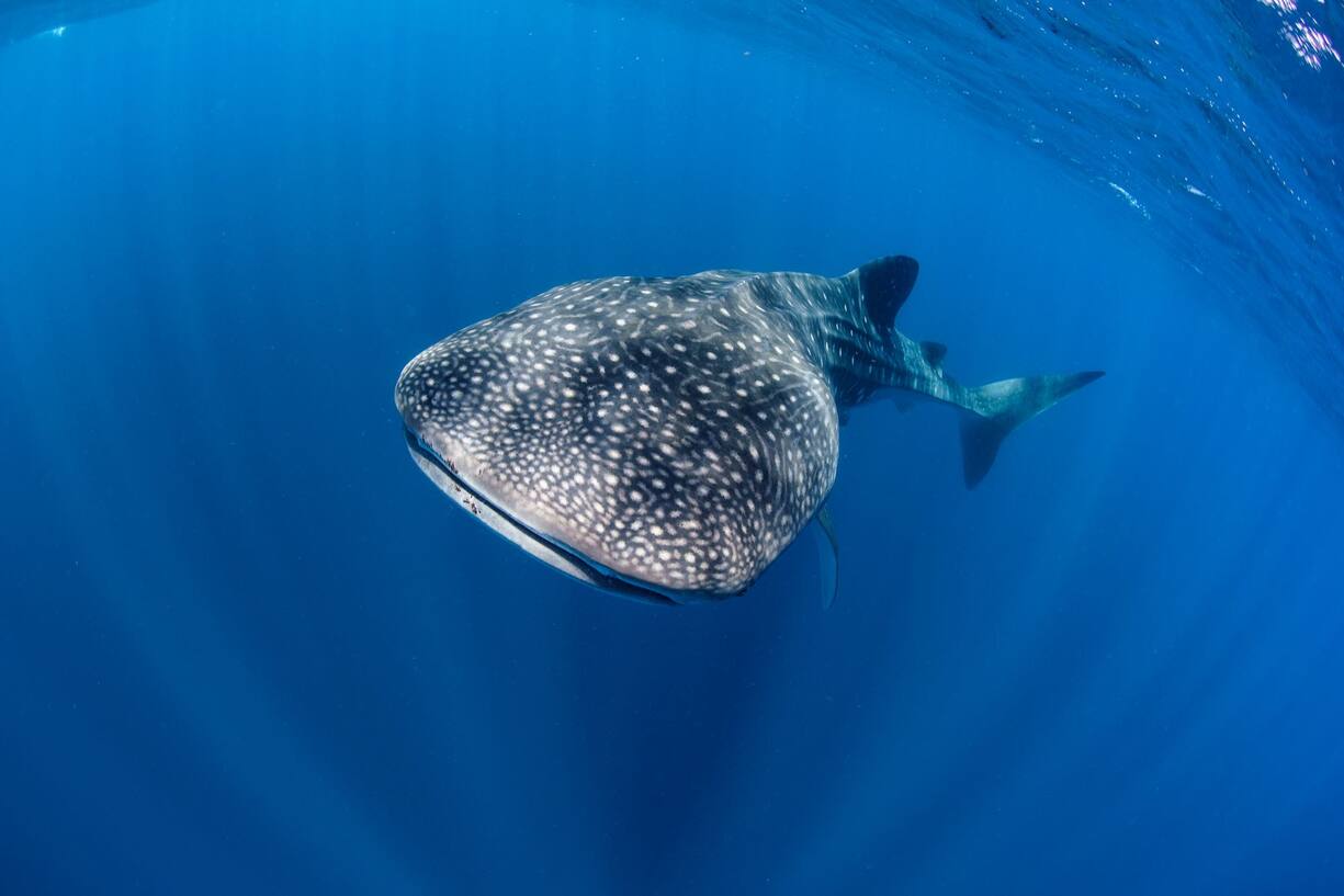 <p>Le Whale Shark Project, un projet de recherche pour la protection des océans.</p>