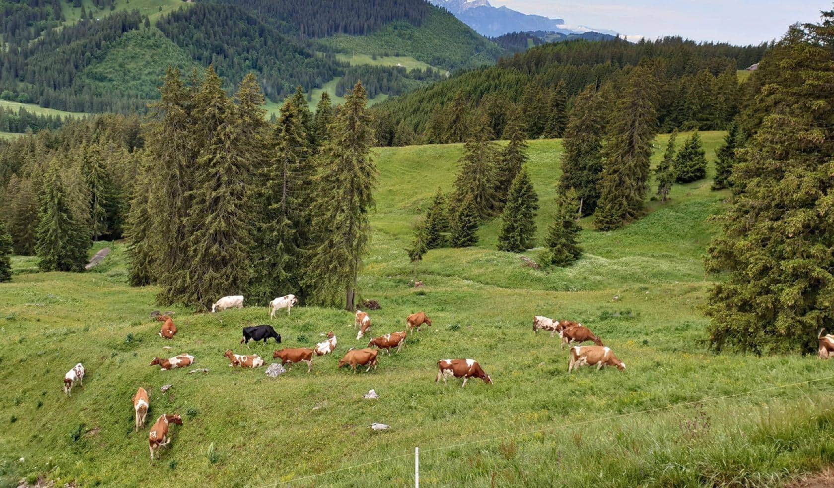 La Ferme Liaudat (FR)