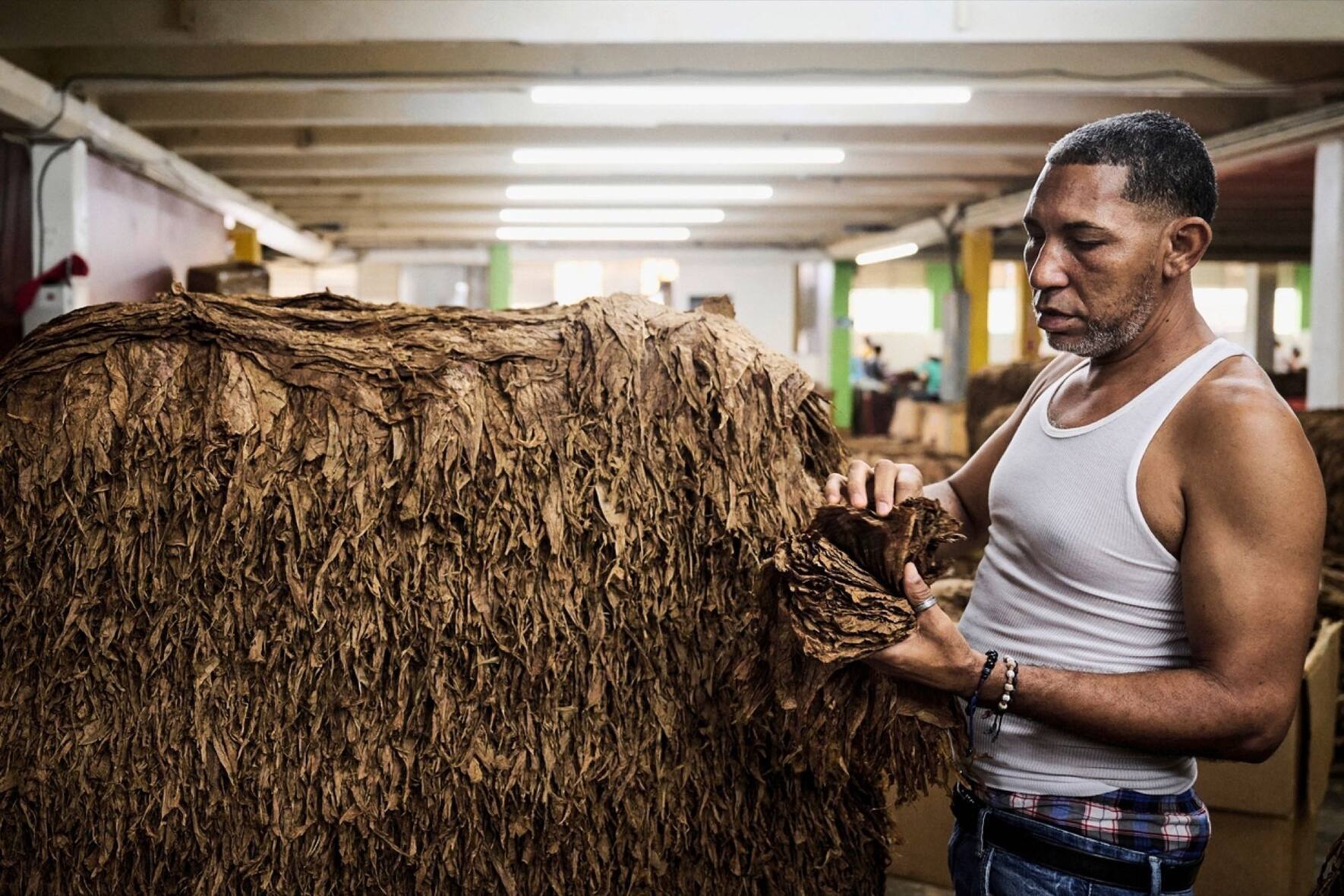 Un homme empile les feuilles de tabac qui seront ensuite livrï¿¯ï¾¿ï¾ï¿¯ï¾¾ï¾©es aux diffï¿¯ï¾¿ï¾ï¿¯ï¾¾ï¾©rents producteurs de cigares, le jeudi 28 septembre 2023 ï¿¯ï¾¿ï¾ï¿¯ï¾¾ï¾  Santiago de los Caballeros