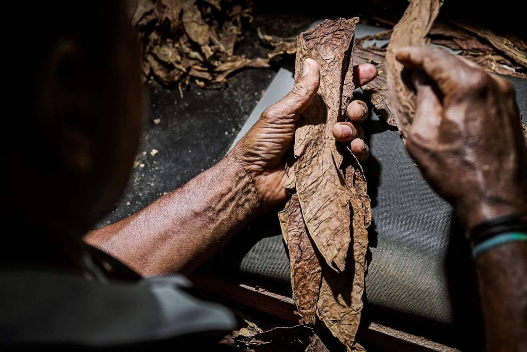 Des employï¿¯ï¾¿ï¾ï¿¯ï¾¾ï¾©s de Tres Hermanos confectionnent ï¿¯ï¾¿ï¾ï¿¯ï¾¾ï¾  la mains des cigares hauts de gammes dans les locaux de l'entreprise, le jeudi 28 septembre 2023 ï¿¯ï¾¿ï¾ï¿¯ï¾¾ï¾  Santiago de los Caballeros
