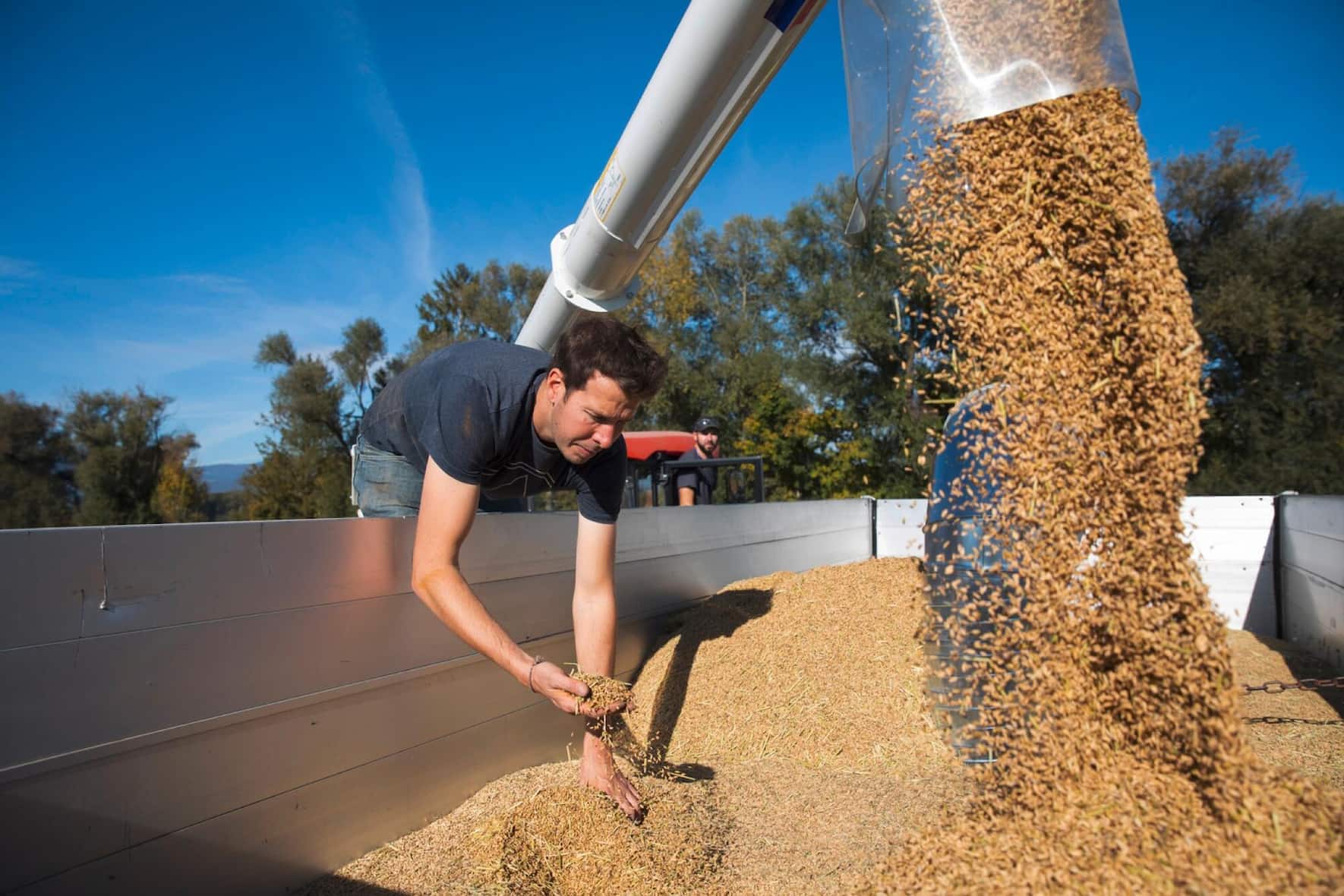 Léandre et Maxime Guillod, cultivateurs de riz, se sont lancés dans la culture du riz il y a cinq saisons.