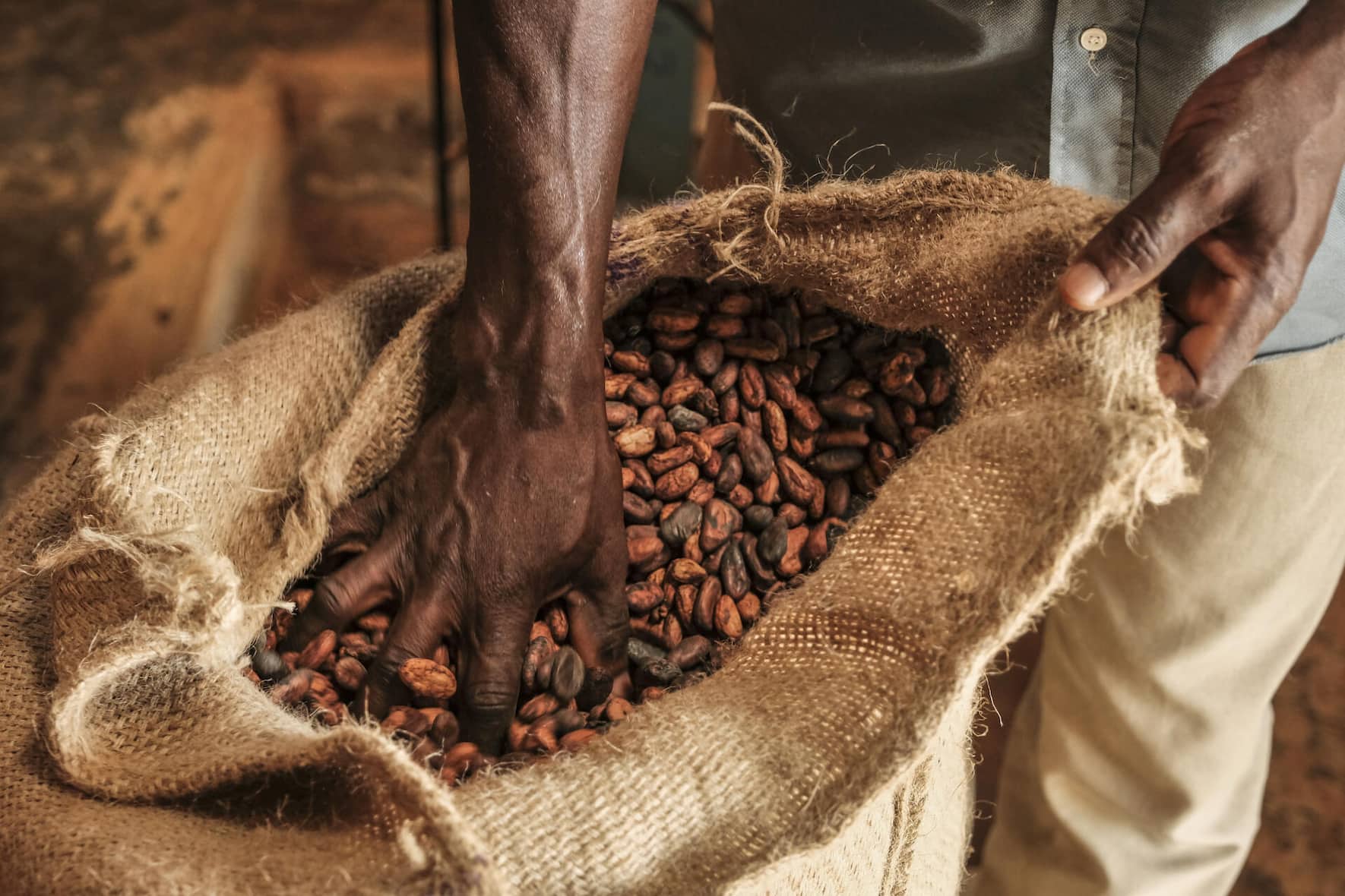 PC checks cocoa beans for quality in Ankasse - Ghana.