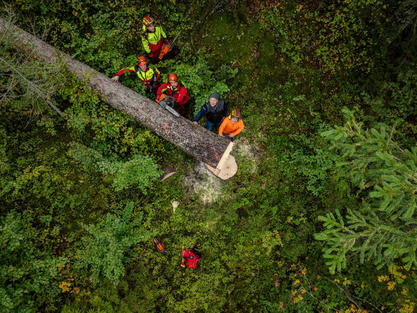 Forcément plus que centenaires, les épicéas du Risoud propres à la lutherie sont d’autant plus précieux qu’ils souffrent du changement climatique. 