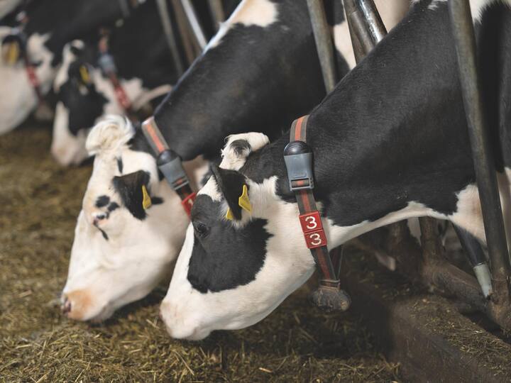 Les vaches d'Alexandre Peiry sont équipées d'une puce électronique d’identification qui transmet en continu les données de l’animal. 